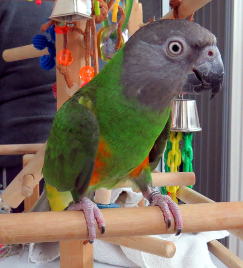 Senegal Parrot - Exotic Wings and Pet Things