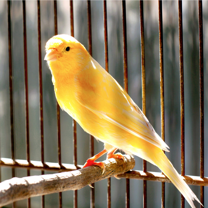 German Roller Canary - Serinus canaria domestica