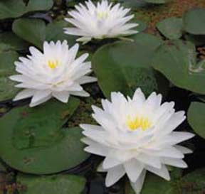 Gonnere | Nymphaea | Water Lily