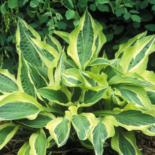 Hanky Panky | Novelty Hosta 1 Gal
