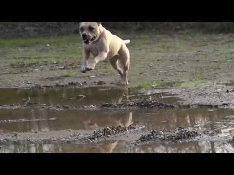 Load and play video in Gallery viewer, Taiga Whole Grain Dog Food - Chicken
