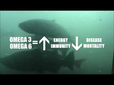 Load and play video in Gallery viewer, Goldfish Pellets Small/Medium/Large Sinking Pellets

