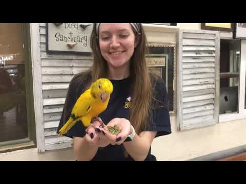 Load and play video in Gallery viewer, TOP&#39;s Parrot Food Small Pellets for Hookbills | USDA Organic Certified - Conure / Cockatiel

