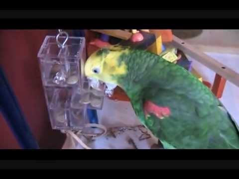 Load and play video in Gallery viewer, Three Pull Out Drawer Foraging Large Parrot Toy -  00719
