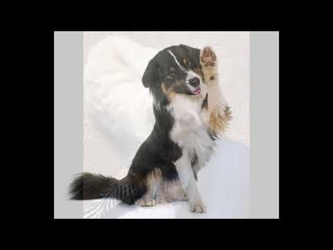 Load and play video in Gallery viewer, Boréal 100% Chicken Jerky Dog Treat 🍁
