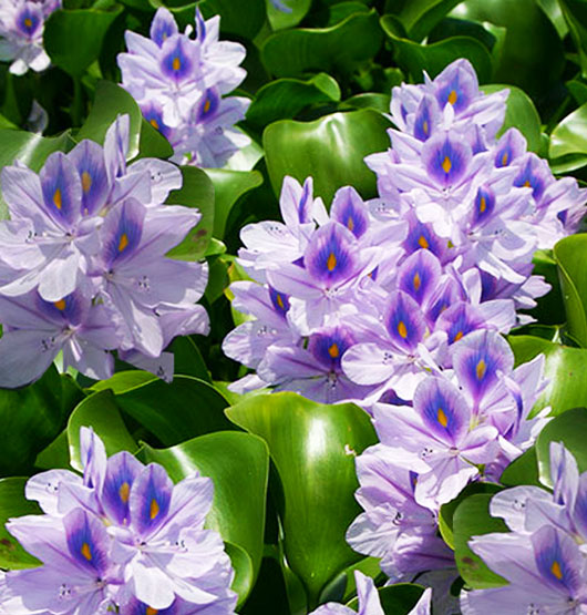 Water Hyacinth - Singles | Eichhornia crassipes