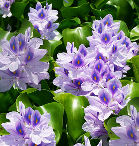 Water Hyacinth | Eichhornia crassipes