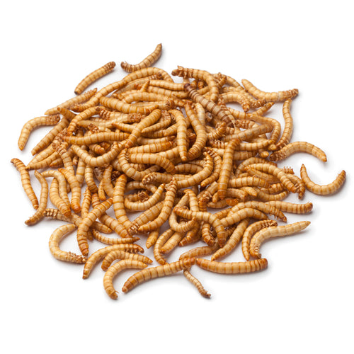 A pile of live mealworms intended as pet feeders for reptiles, birds, and fish.