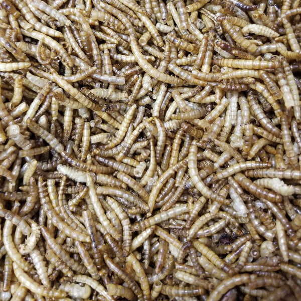 Dried Mealworms - For Birds, Reptiles, and Small Pets