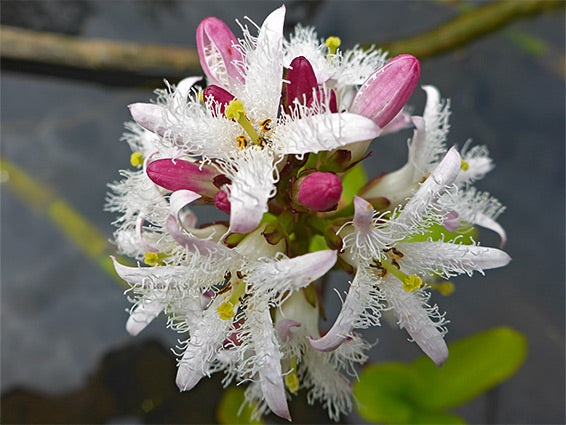 Bogbean |  Menyanthes trifoliata
