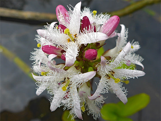 Bogbean |  Menyanthes trifoliata