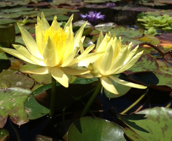 Marliacea Chromatella | Nymphaea | Water Lily
