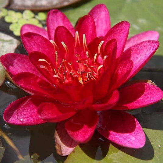 Burgundy Princess | Nymphaea | Water Lily