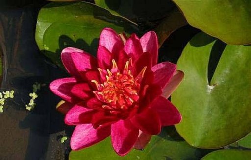 Burgundy Princess | Nymphaea | Water Lily

