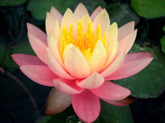 Barbra Dobbins | Nymphaea | Water Lily