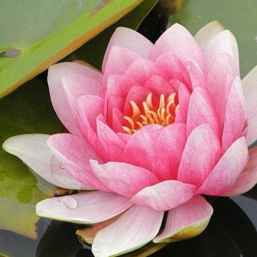 Fabiola | Nymphaea | Water Lily
