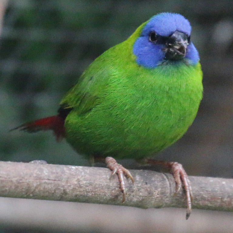 Blue-Faced Parrot Finch - Erythrura trichroa