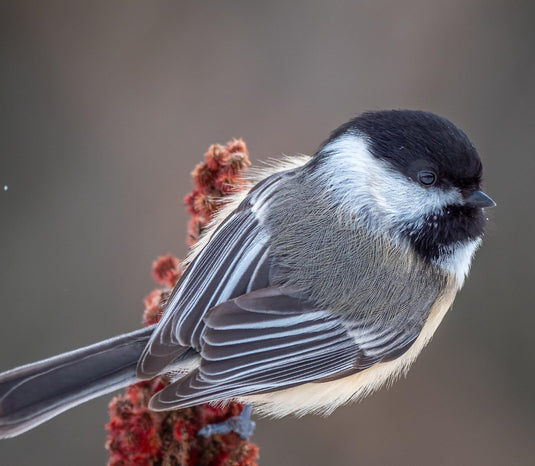 Black Magic Wild Bird Seed 🍁
