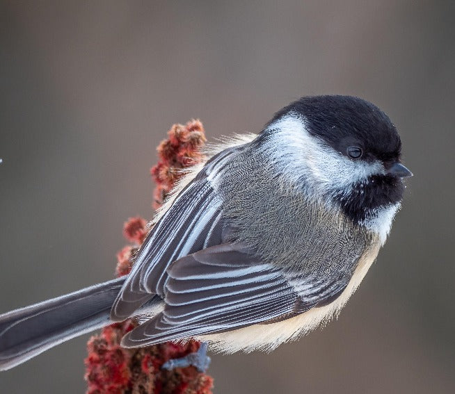Chirp Mix Wild Bird Seed 🍁
