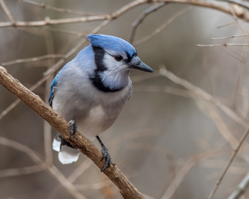 Chirp Mix Wild Bird Seed 🍁
