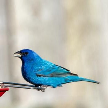 Finch Feast Wild Bird Seed 🍁
