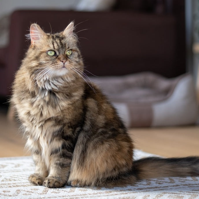 Odour Buster Multi-Cat Clumping Cat Litter Unscented - 12kg
