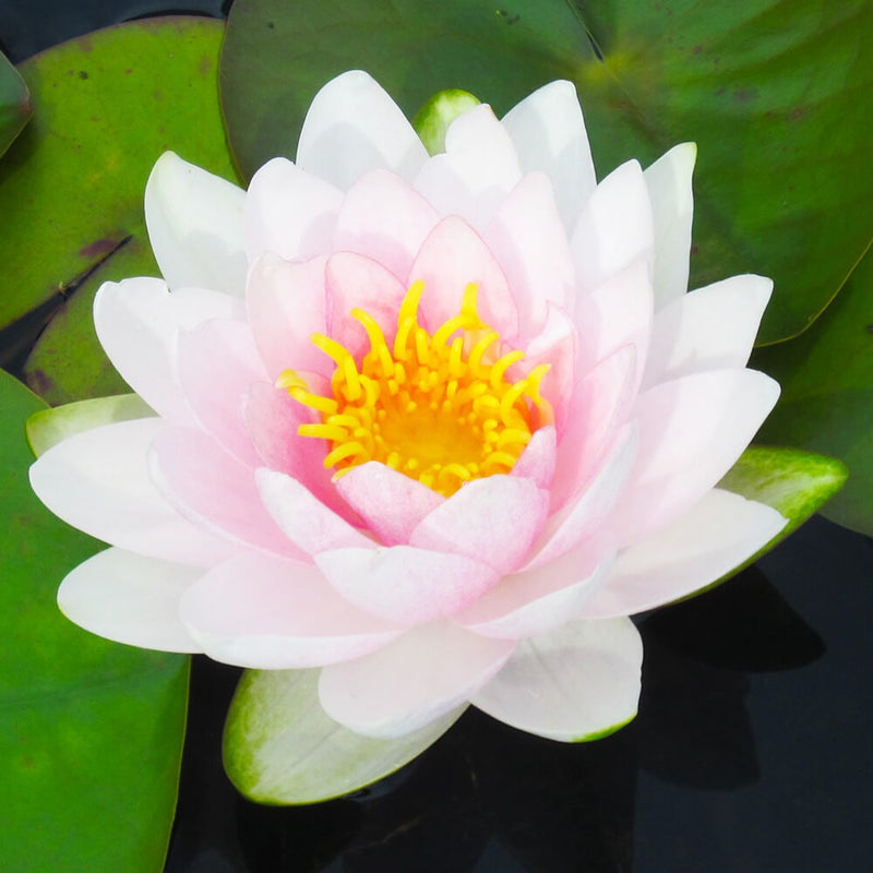 Hollandia | Nymphaea | Water Lily

