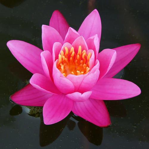 Yuh Ling | Nymphaea | Water Lily
