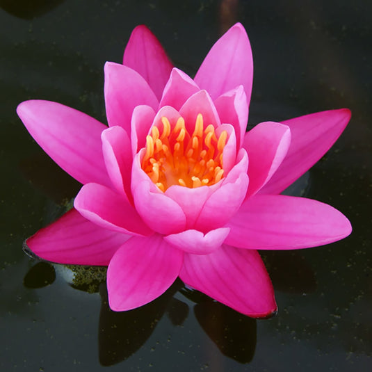 Yuh Ling | Nymphaea | Water Lily
