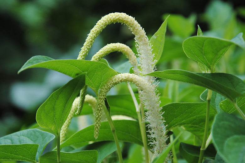 Lizard’s Tail | Saururus cernuus
