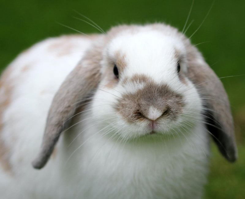 Rabbit Pellet 17% 🍁
