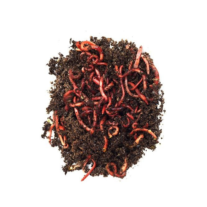Live Trout Worm/Red Wiggler/Red Worm Reptile Feeder - Eisenia fetida 24 Count - Special Order
