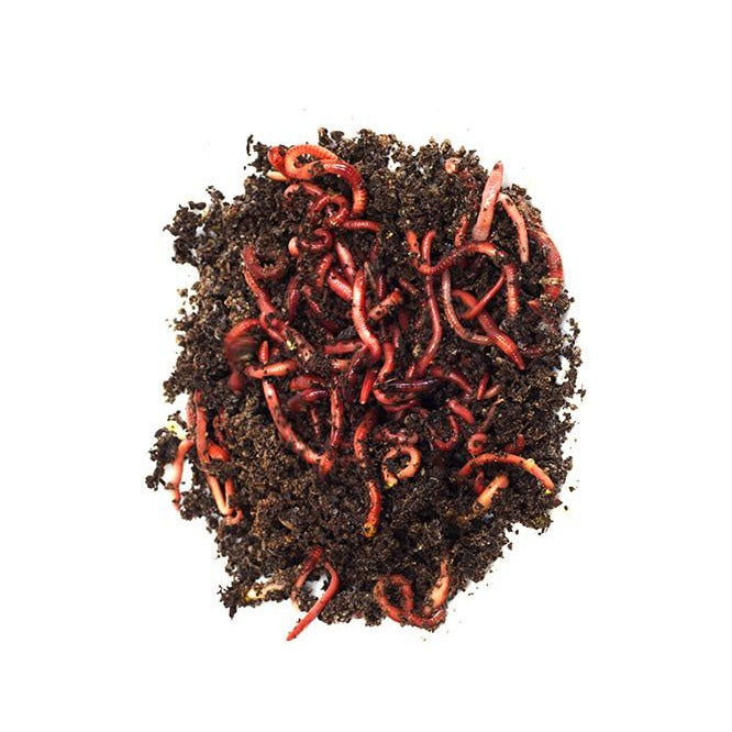 Live Trout Worm/Red Wiggler/Red Worm Reptile Feeder - Eisenia fetida 24 Count - Special Order