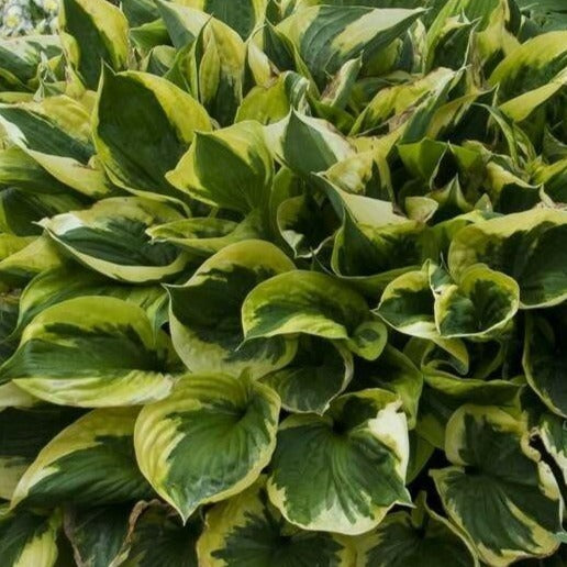 Twilight | Specialty Hosta 1 Gal