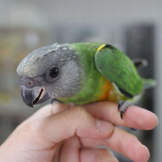 Hand Fed Senegal Parrot - Poicephalus senegalus