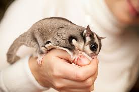Pretty Pets Sugar Glider Food 12 oz Exotic Wings and Pet Things Inc