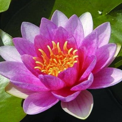 Sultan | Nymphaea | Water Lily