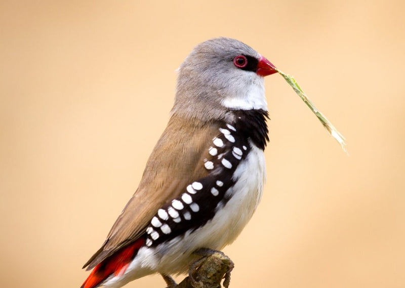 Diamond Sparrow/Mutation - Stagonopleura guttata