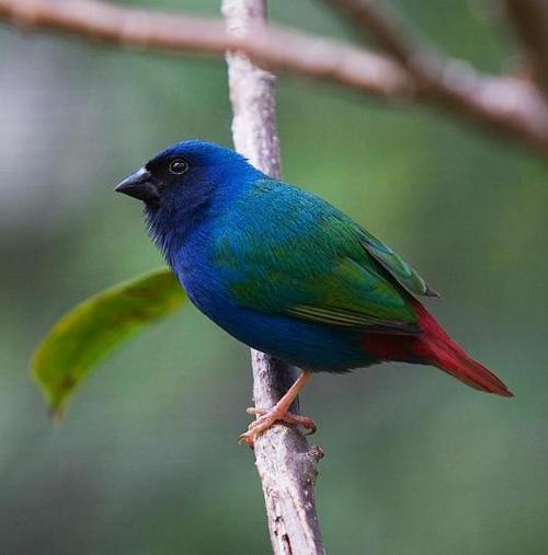 Forbes Parrot Finch - Erythrura tricolor