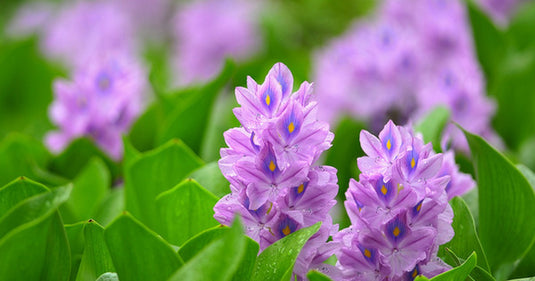 Water Hyacinth - Singles | Eichhornia crassipes