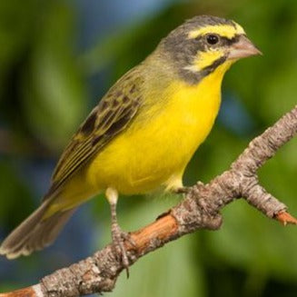 Green Singing Finch - Serinus mozambicus