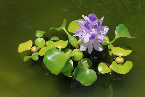 Water Hyacinth - Singles | Eichhornia crassipes