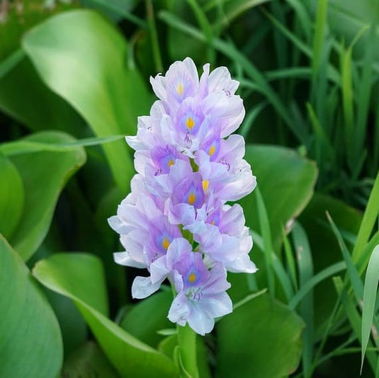 Water Hyacinth - Singles | Eichhornia crassipes