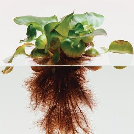 Water Hyacinth - Singles | Eichhornia crassipes