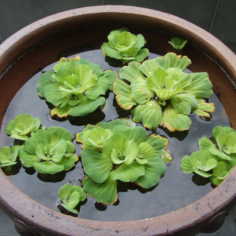 Rosette Water Lettuce | Pistia stratiotes
