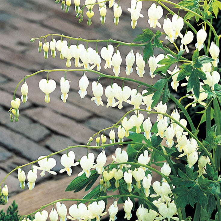 White Bleeding Heart - Dicentra spectabilis 'Alba' | 1 Gal - Local Pickup Only