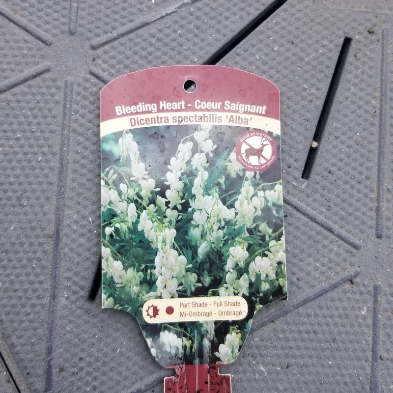 White Bleeding Heart - Dicentra spectabilis 'Alba' | 1 Gal - Local Pickup Only
