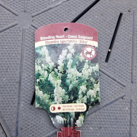 White Bleeding Heart - Dicentra spectabilis 'Alba' | 1 Gal - Local Pickup Only