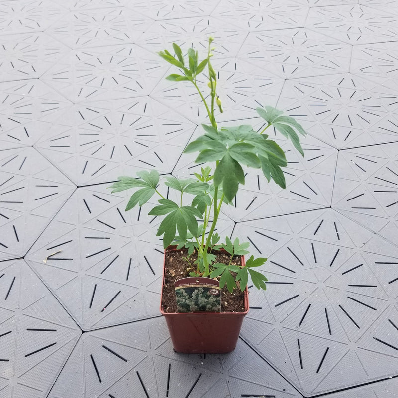 White Bleeding Heart - Dicentra spectabilis 'Alba' | 1 Gal - Local Pickup Only
