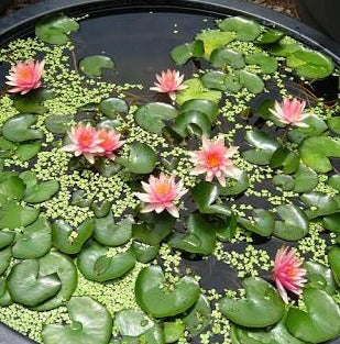 Little Sue | Nymphaea | Water Lily
